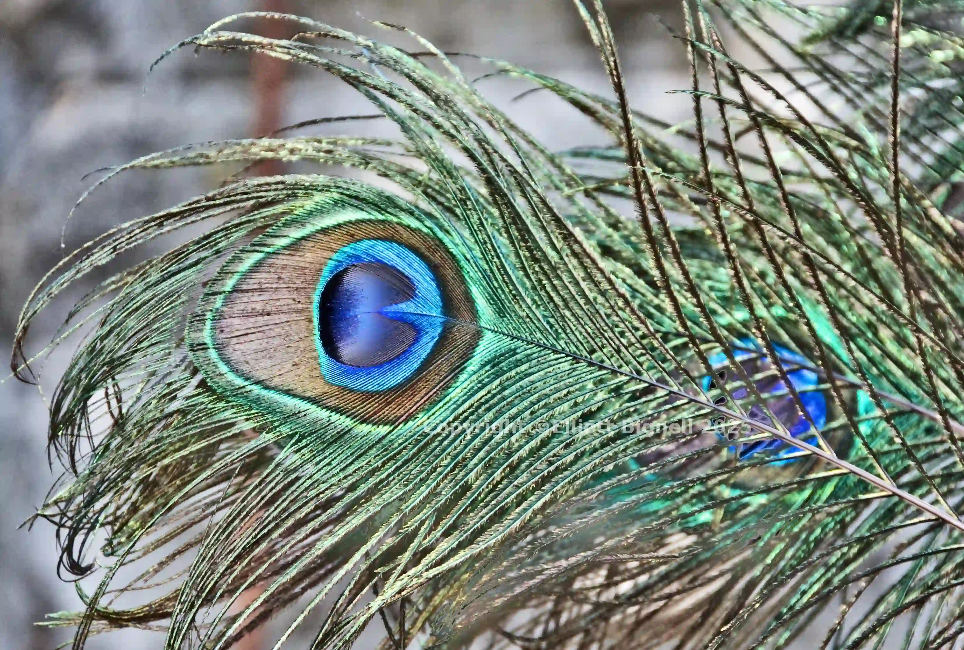 Pfau crop.jpg